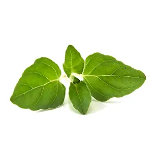 mejorana chambarete de cerdo al achiote maxicarne